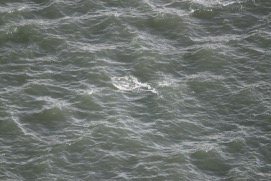 Missing Picture